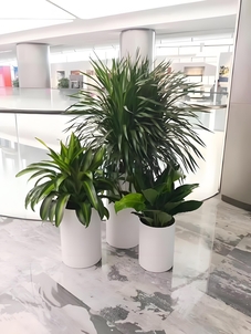 宁波北仑花卉租赁哪家好><div class=